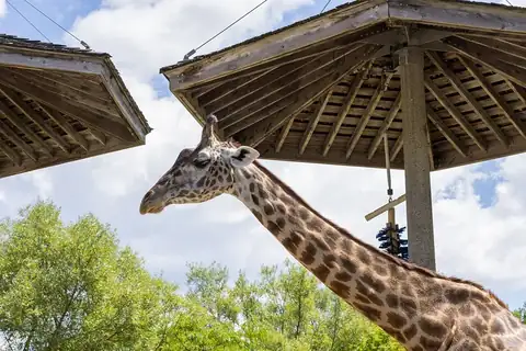 A Masai giraffe beneath wooden shade structures at Toronto Zoo