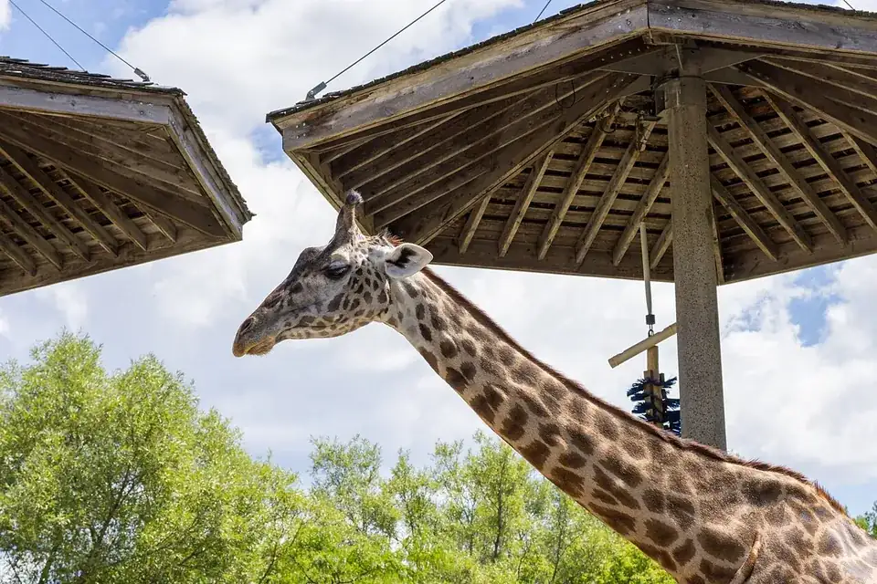A Masai giraffe beneath wooden shade structures at Toronto Zoo