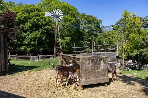 Goats at Riverdale Farm in Toronto, with the farm windmill behind them