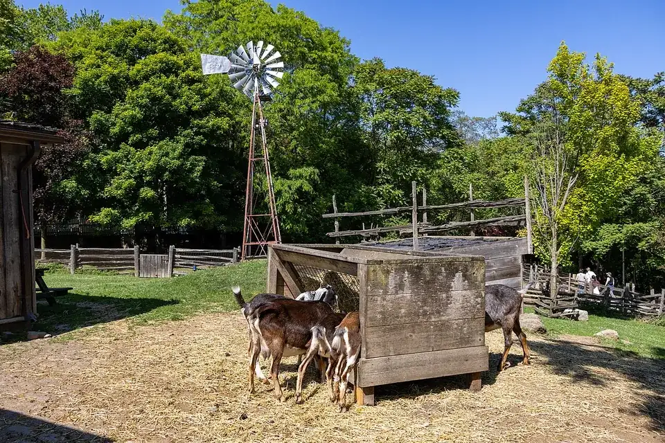 Goats at Riverdale Farm in Toronto, with the farm windmill behind them